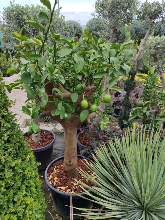 Dekoratif Limon Süs Limonu 35-40Q Çap - Görsel 2