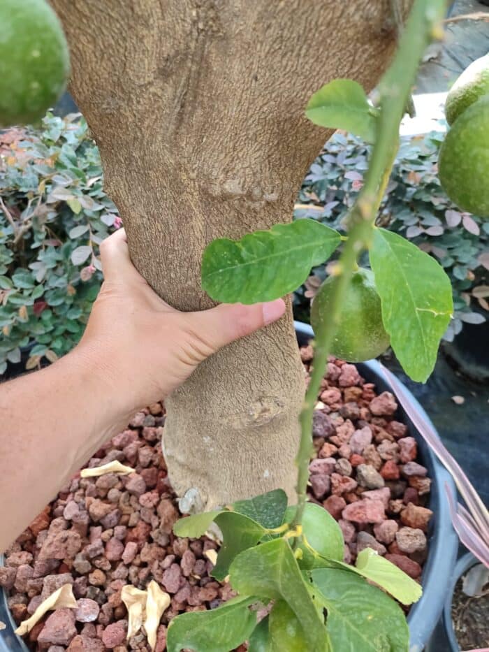 Dekoratif Limon Süs Limonu 35-40Q Çap - Görsel 4