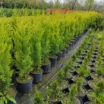 Limon Servi 125cm 10litre saksı