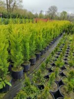 Limon Servi 125cm 10litre saksı