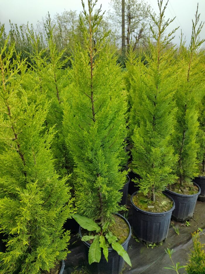 Limon Servi 125cm 10litre saksı - Görsel 6