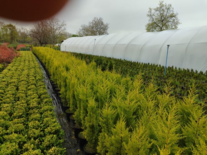 Limon Servi 125cm 10litre saksı - Görsel 5