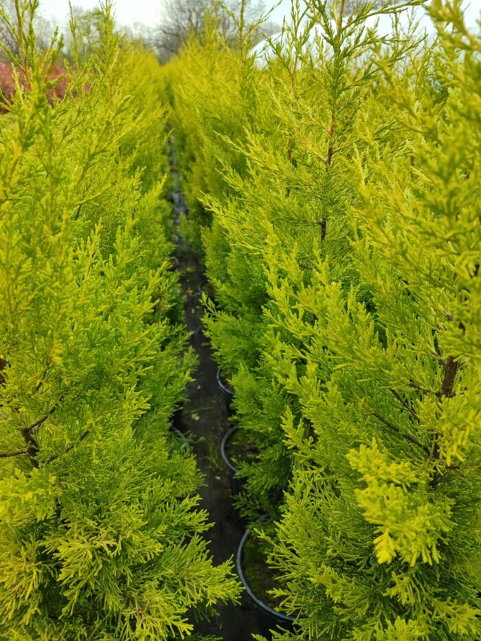 Limon Servi 125cm 10litre saksı - Görsel 4