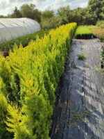 Limon Servi 125cm 10litre saksı - Görsel 2