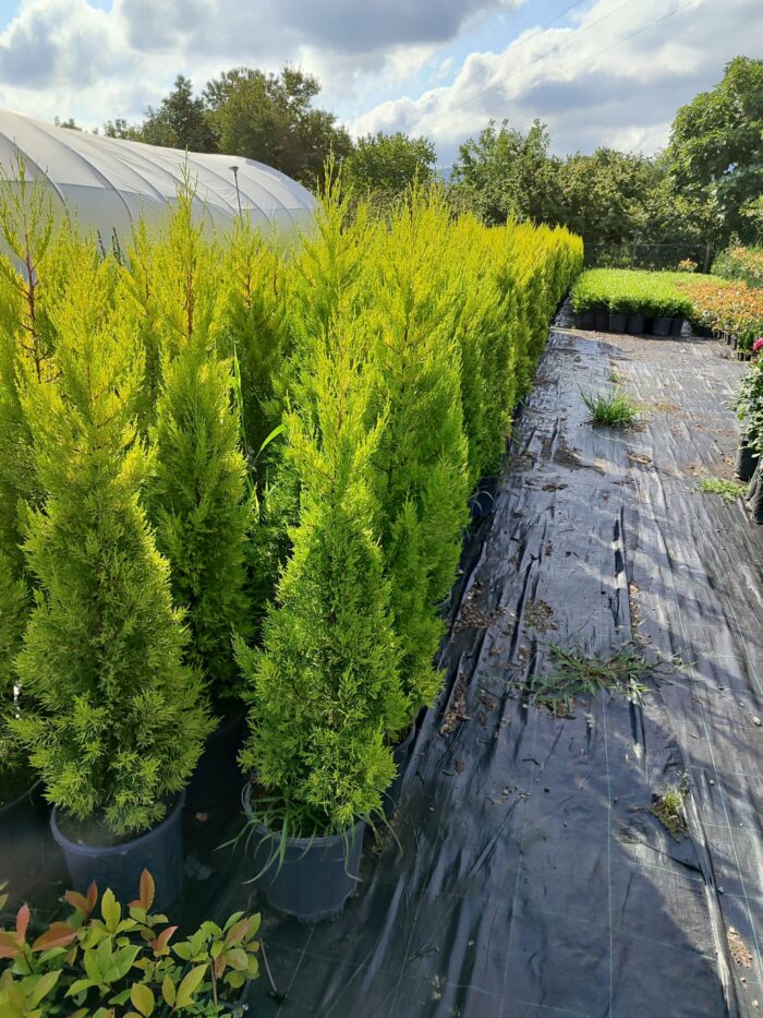 Limon Servi 125cm 10litre saksı - Görsel 7