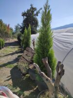 Limon Servi, 200-250cm, Cupressus Macrocarpa Goldcrest - Görsel 2