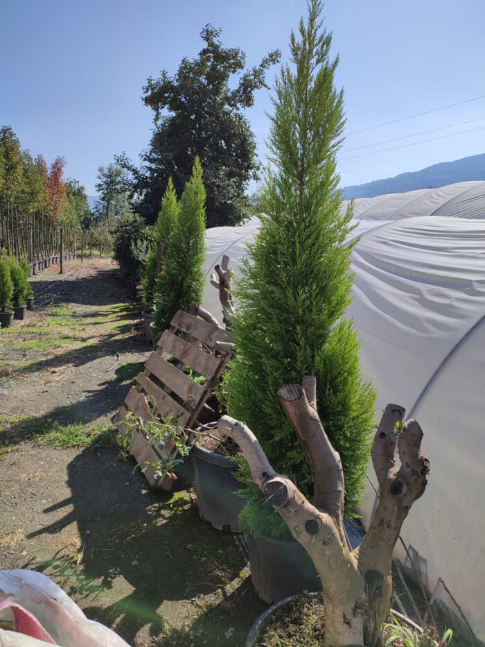 Limon Servi, 200-250cm, Cupressus Macrocarpa Goldcrest - Görsel 2
