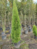 Limon Servi, 200-250cm, Cupressus Macrocarpa Goldcrest - Görsel 3