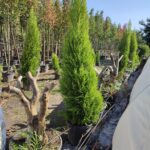 Limon Servi, 200-250cm, Cupressus Macrocarpa Goldcrest