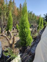 Limon Servi, 200-250cm, Cupressus Macrocarpa Goldcrest