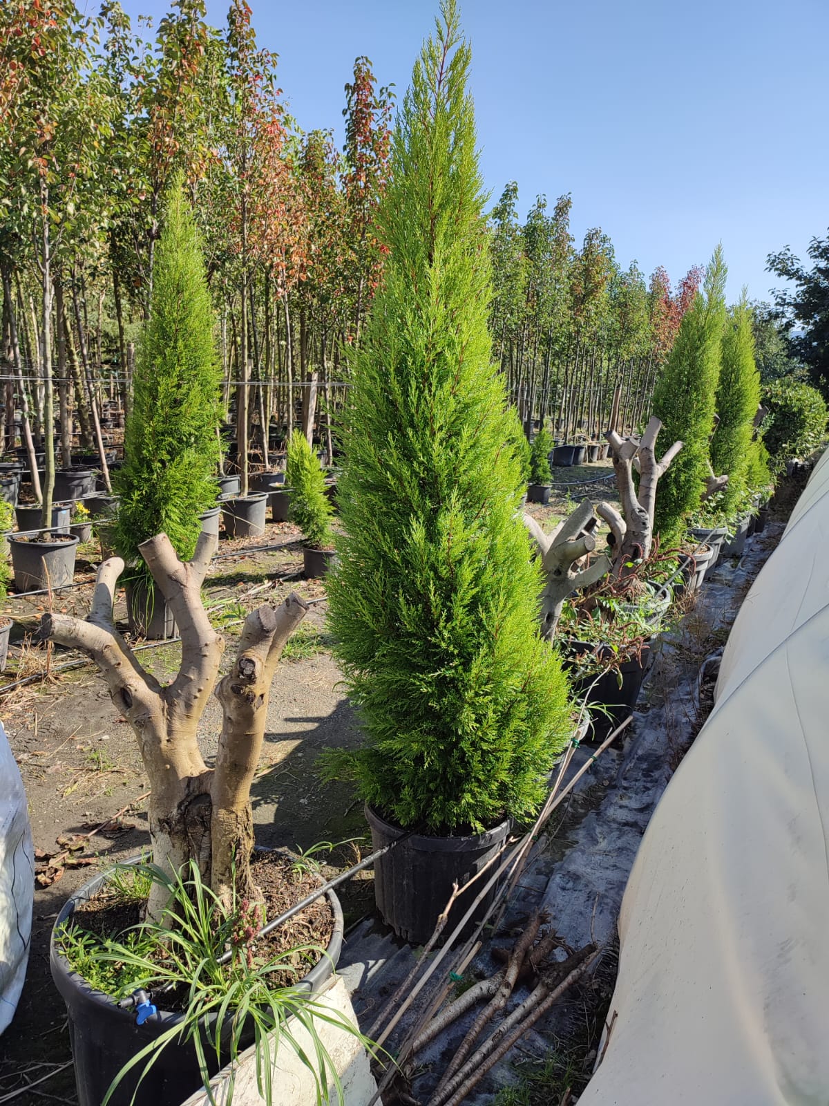 limon-servi-2-metre-3 Limon Servi, 200-250cm, Cupressus Macrocarpa Goldcrest - Görsel 1