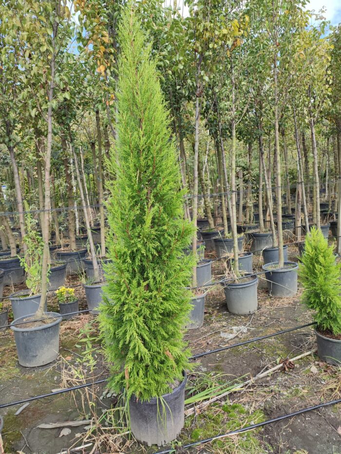 Limon Servi, 200-250cm, Cupressus Macrocarpa Goldcrest - Görsel 3