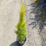 Cupressus macrocarpa 'Goldcrest' Limon Servi 80-100 cm