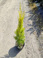 Cupressus macrocarpa 'Goldcrest' Limon Servi 80-100 cm