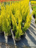Cupressus macrocarpa 'Goldcrest' Limon Servi 80-100 cm - Görsel 2