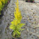 Limon Servi 60-80cm 3Lt Saksı