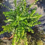 Lonicera sp. Çalı hanımeli 20-30cm 2 litre