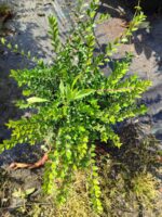 Lonicera sp. Çalı hanımeli 20-30cm 2 litre