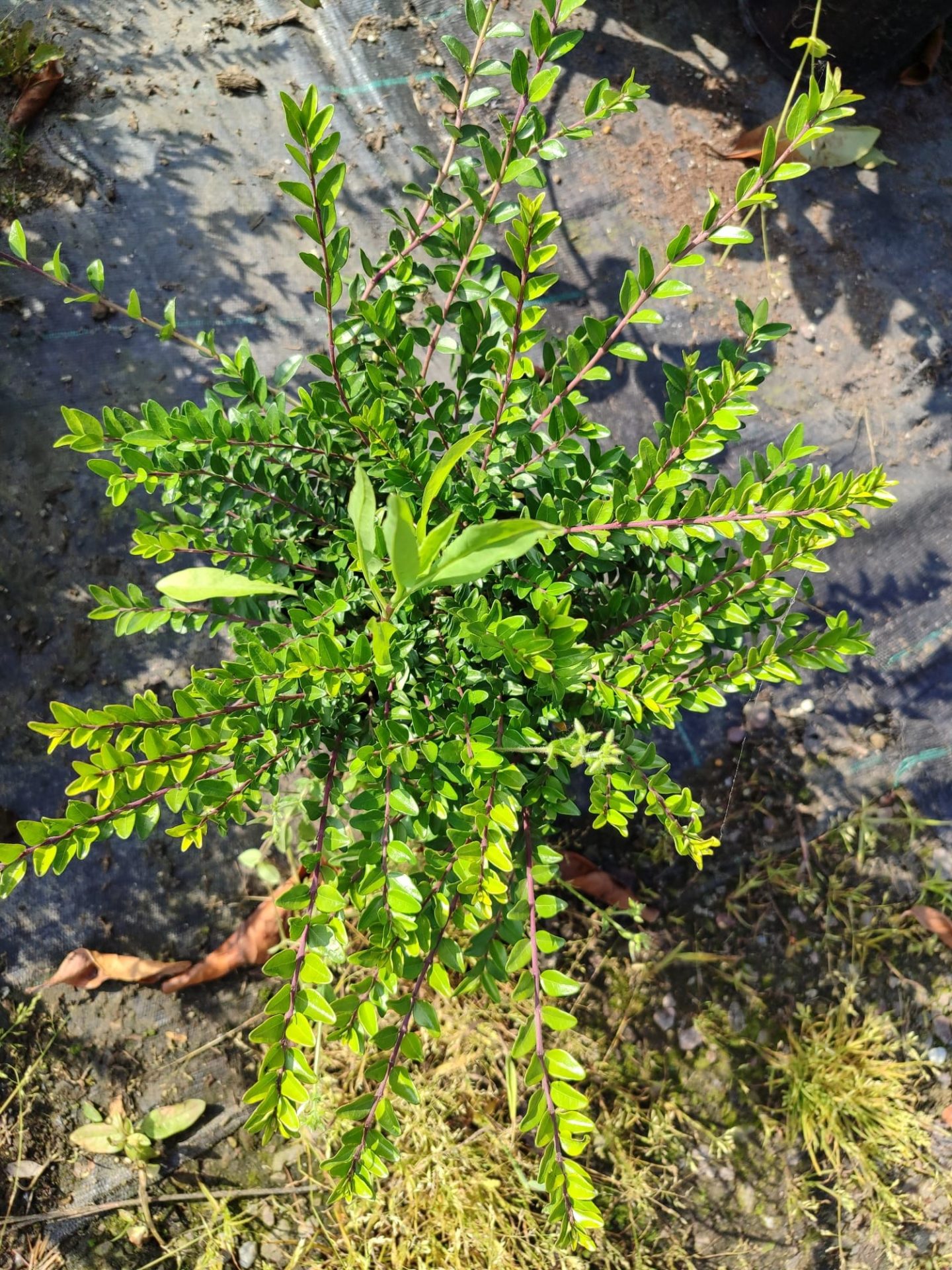 lonicera-1-5-litre-2 Lonicera sp. Çalı hanımeli 20-30cm 2 litre - Görsel 1