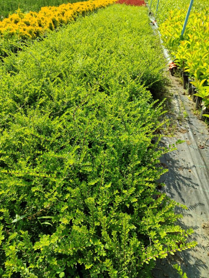 Lonicera sp. Çalı hanımeli 20-30cm 2 litre - Görsel 2