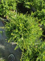 Lonicera 40-60 çap - Görsel 3