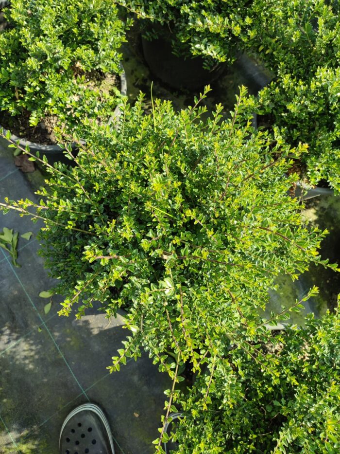 Lonicera 40-60 çap - Görsel 3