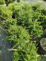 Lonicera 40-60 çap - Görsel 2