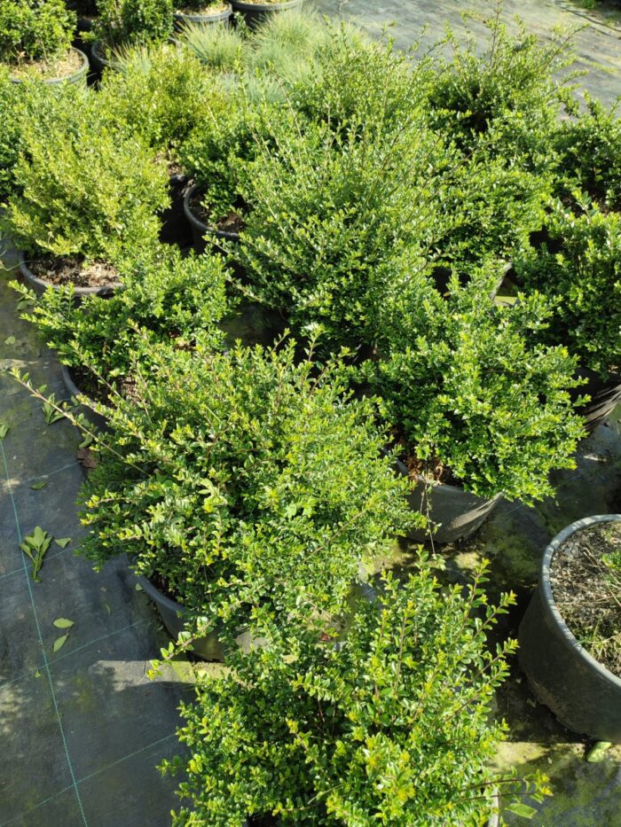 Lonicera 40-60 çap - Görsel 2