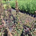 Piramit Loropetalum 100-125cm