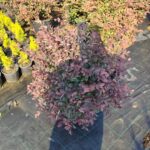 Loropetalum Top, 60-80cm