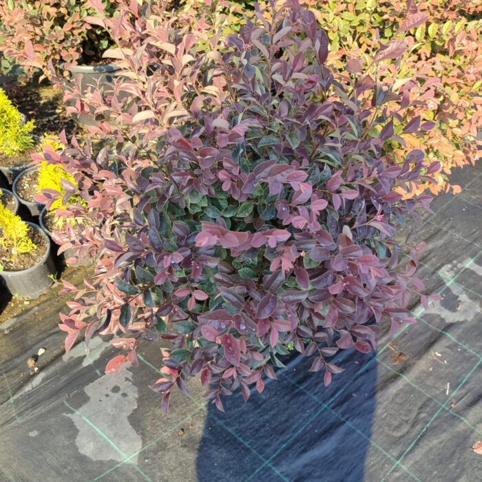 Loropetalum Top, 60-80cm - Görsel 2