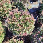 Top Loropetalum, 60-80cm 25Clt