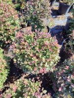 Top Loropetalum, 60-80cm 25Clt