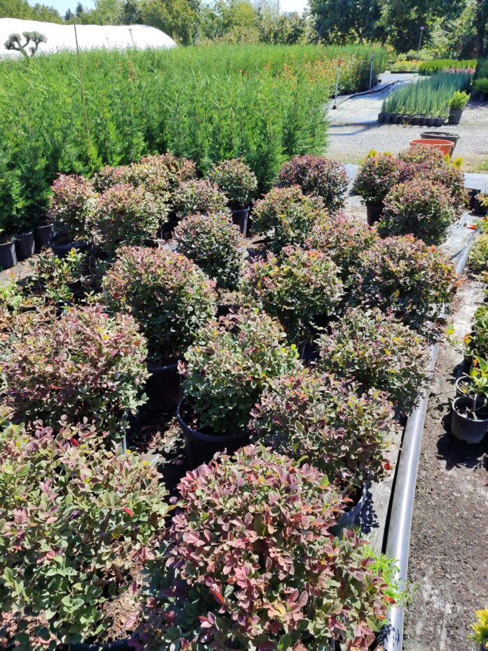 Top Loropetalum, 60-80cm 25Clt - Görsel 3