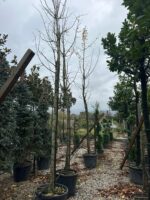 Mabet Ağacı (Ginko Biloba) 20-25Q - Görsel 3