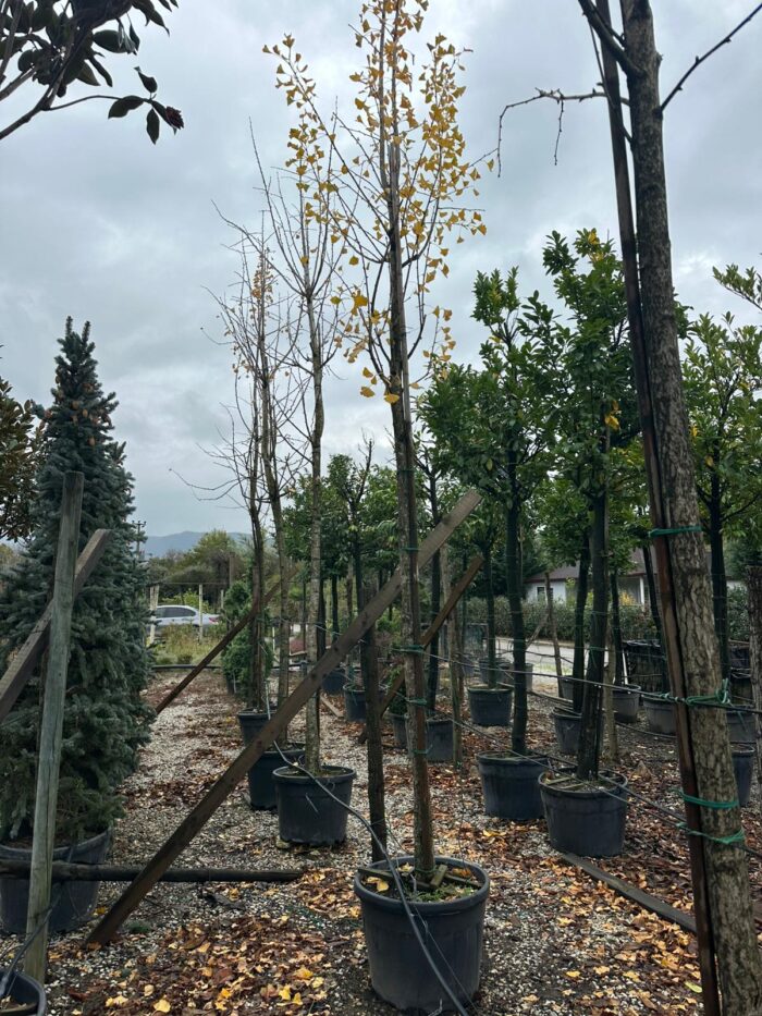 Mabet Ağacı (Ginko Biloba) 20-25Q - Görsel 2