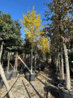 Mabet Ağacı (Ginko Biloba) 20-25Q