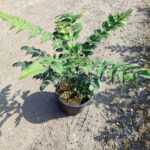 Mahonia Winter Sun 60-80cm 10 litre