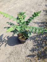 Mahonia Winter Sun 60-80cm 10 litre