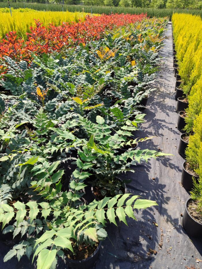 Mahonia Winter Sun 60-80cm 10 litre - Görsel 2