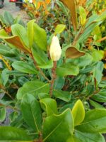 Manolya Yaprak Dökmeyen 1 Metre Üzeri - Görsel 4