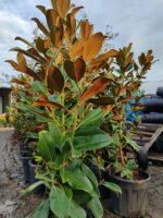 Manolya Yaprak Dökmeyen 1 Metre Üzeri - Görsel 3