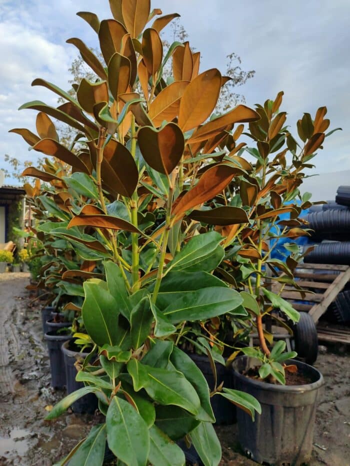 Manolya Yaprak Dökmeyen 1 Metre Üzeri - Görsel 3