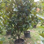 Yaprak Dökmeyen Manolya 300-350 cm