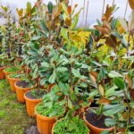 Magnolia Grandiflora (Yaprak dökmeyen Manolya) 175-200 cm - Görsel 5