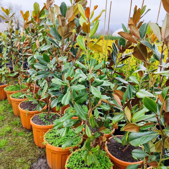 Magnolia Grandiflora (Yaprak dökmeyen Manolya) 175-200 cm - Görsel 5