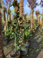 Magnolia Grandiflora (Yaprak dökmeyen Manolya) 175-200 cm - Görsel 2