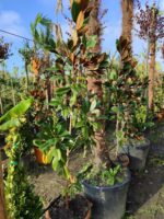 Magnolia Grandiflora (Yaprak dökmeyen Manolya) 175-200 cm - Görsel 6