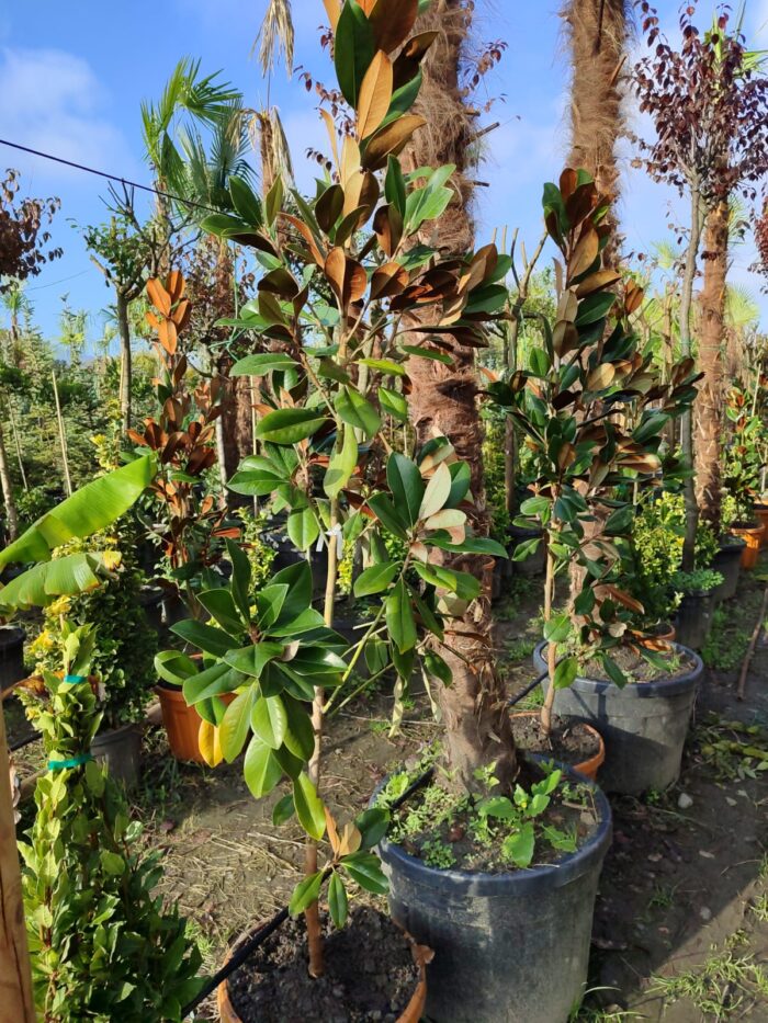 Magnolia Grandiflora (Yaprak dökmeyen Manolya) 175-200 cm - Görsel 6