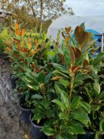 Manolya Yaprak Dökmeyen 1 Metre Üzeri - Görsel 2